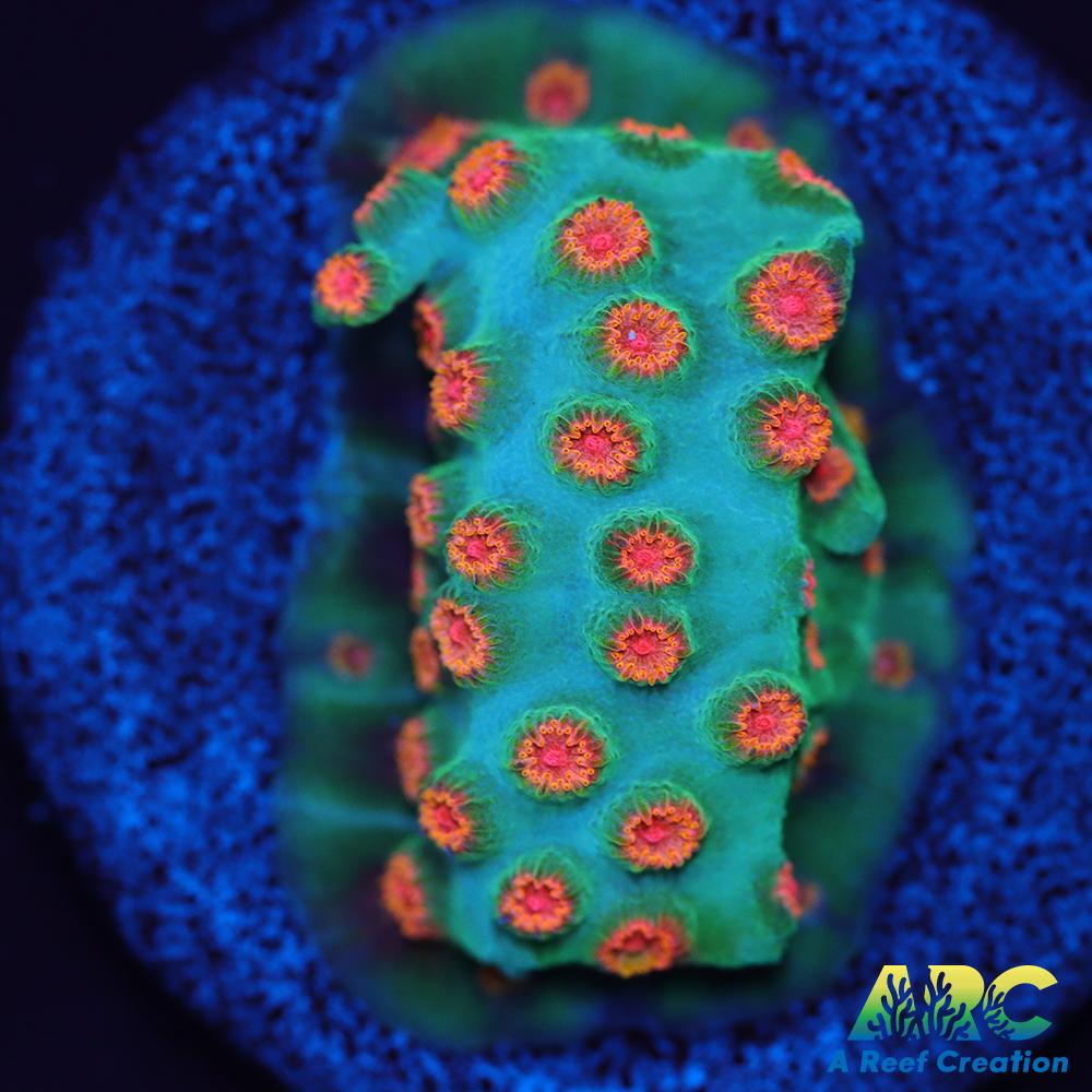 ARC Space Invader Cyphastrea