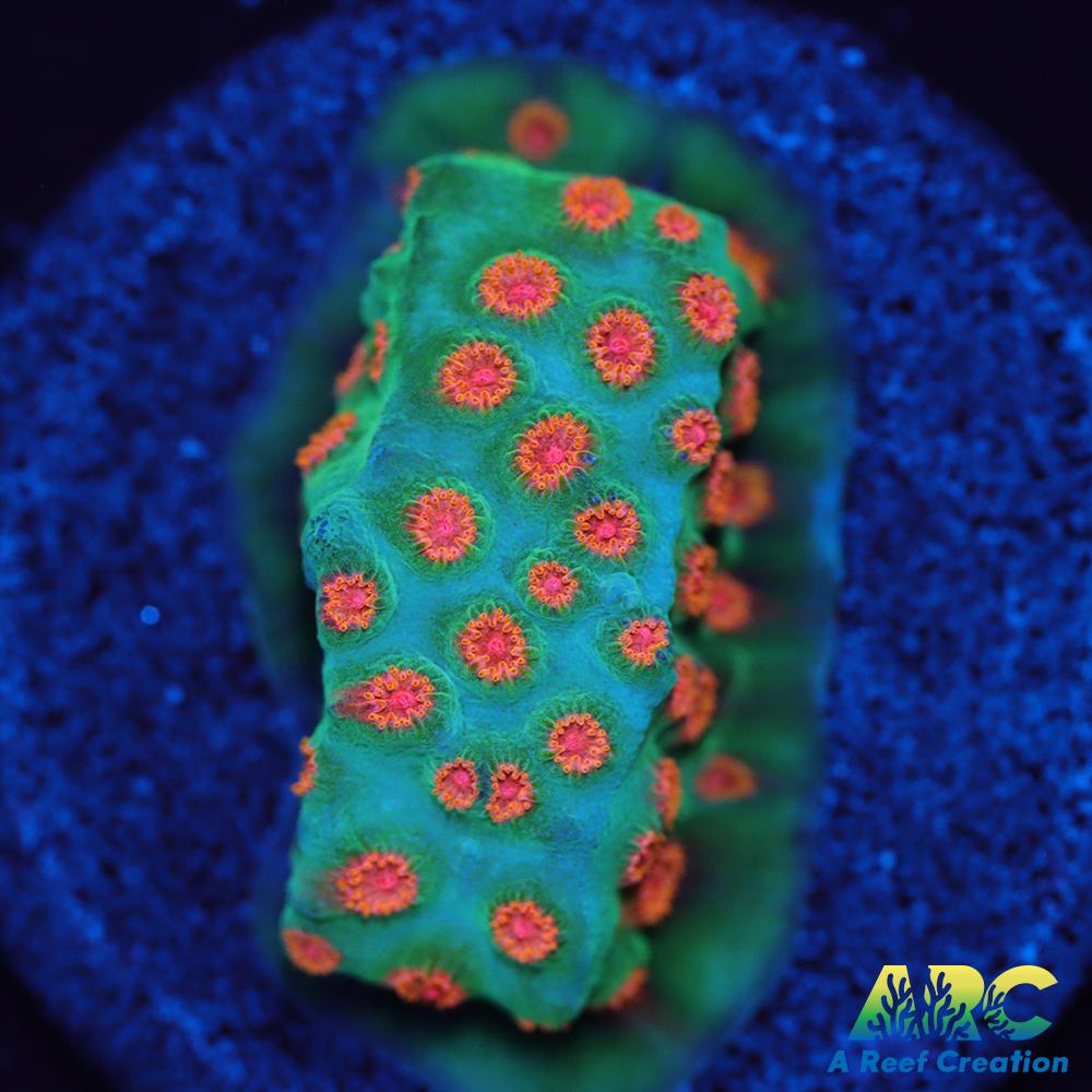 ARC Space Invader Cyphastrea