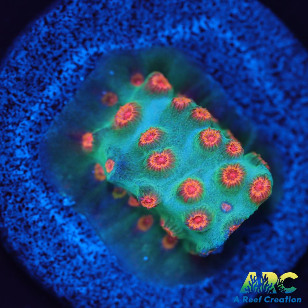 ARC Space Invader Cyphastrea