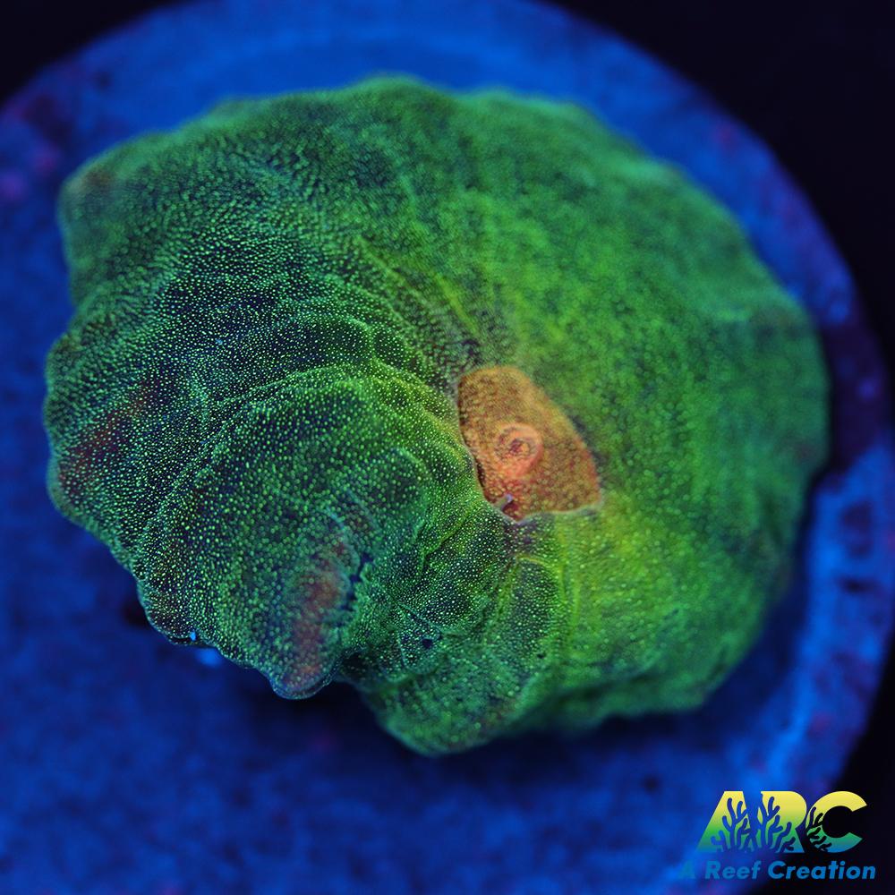 ARC Fake Invader Pectinia