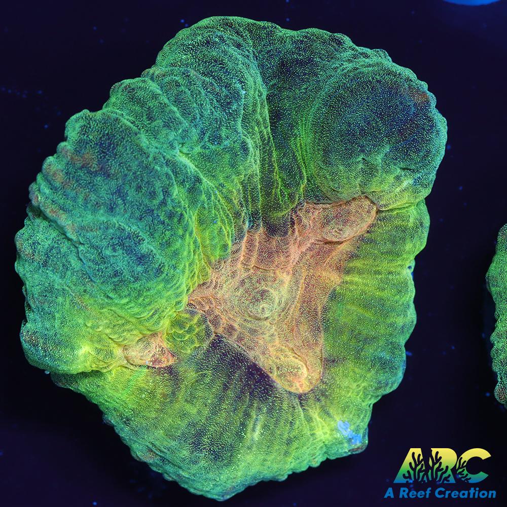 ARC Fake Invader Pectinia