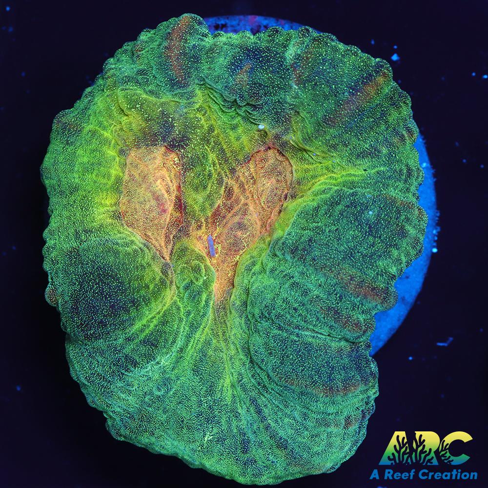 ARC Fake Invader Pectinia