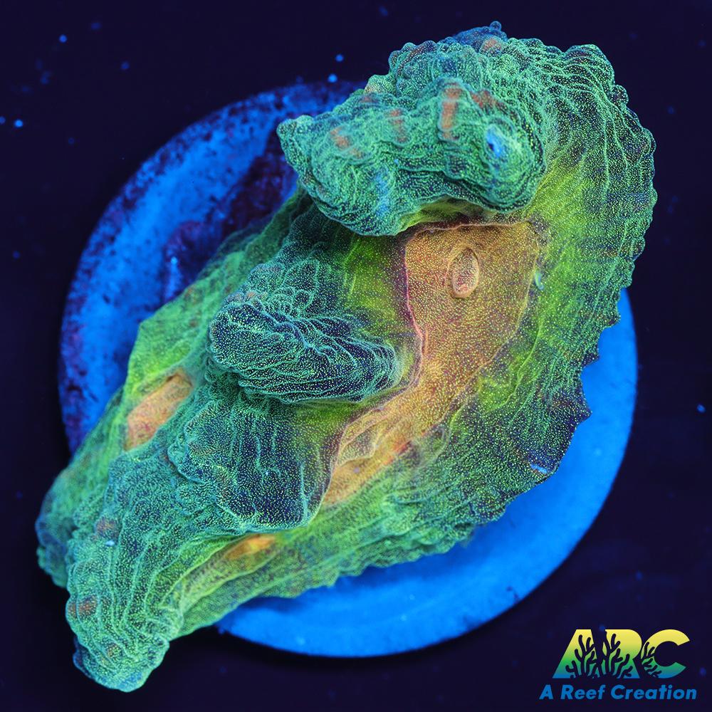 ARC Fake Invader Pectinia