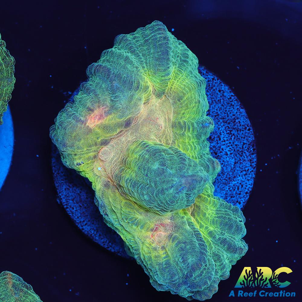 ARC Fake Invader Pectinia