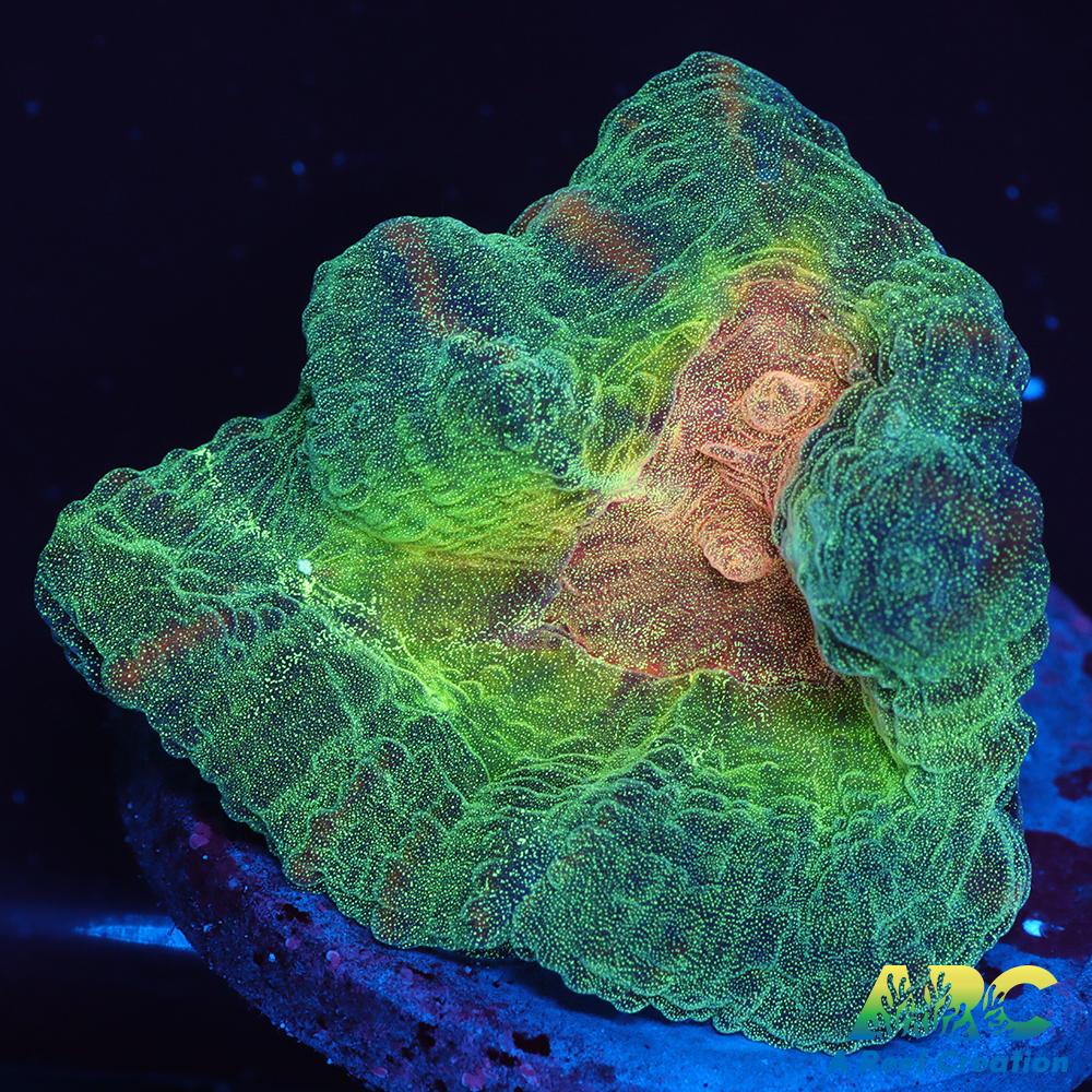 ARC Fake Invader Pectinia