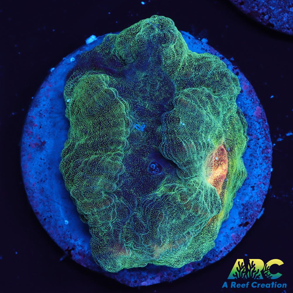 ARC Fake Invader Pectinia