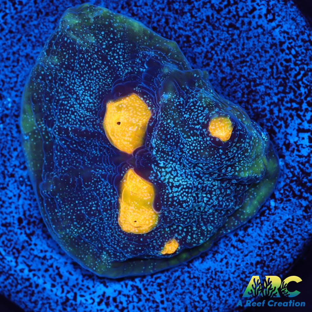 FF Blue Galaxy Chalice