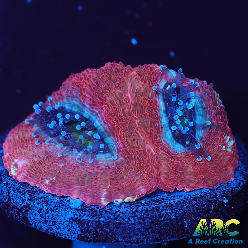 ARC Frosted Cherry Bower