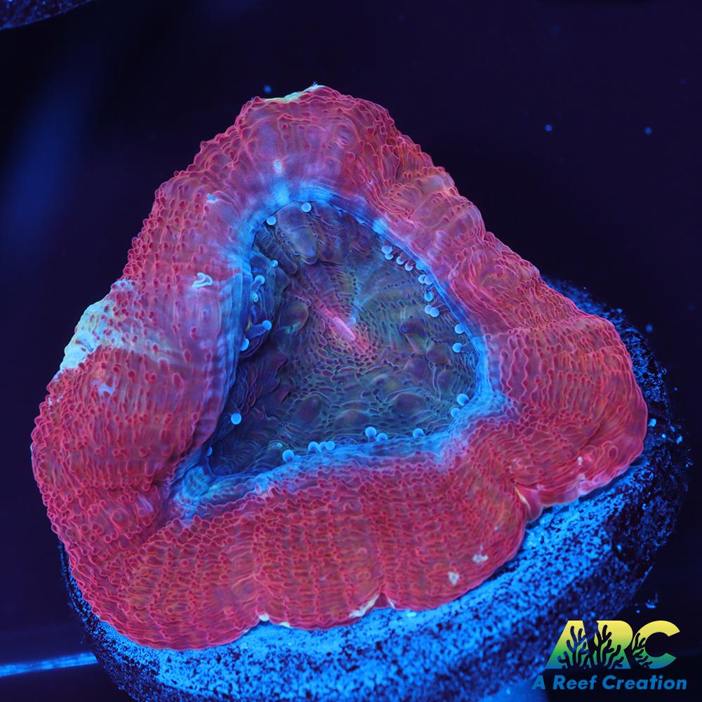 ARC Frosted Cherry Bower