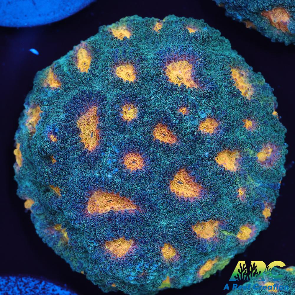 Mia's Pot of Gold Favia