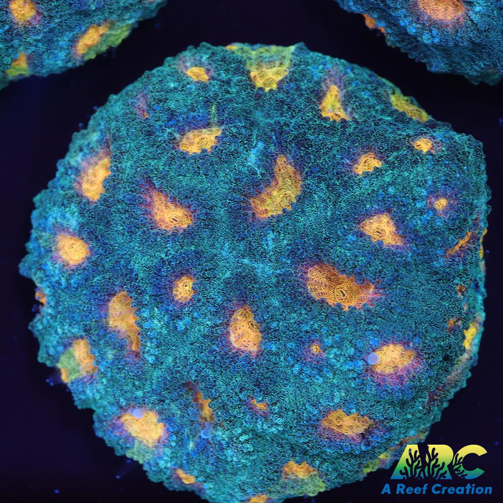 Mia's Pot of Gold Favia