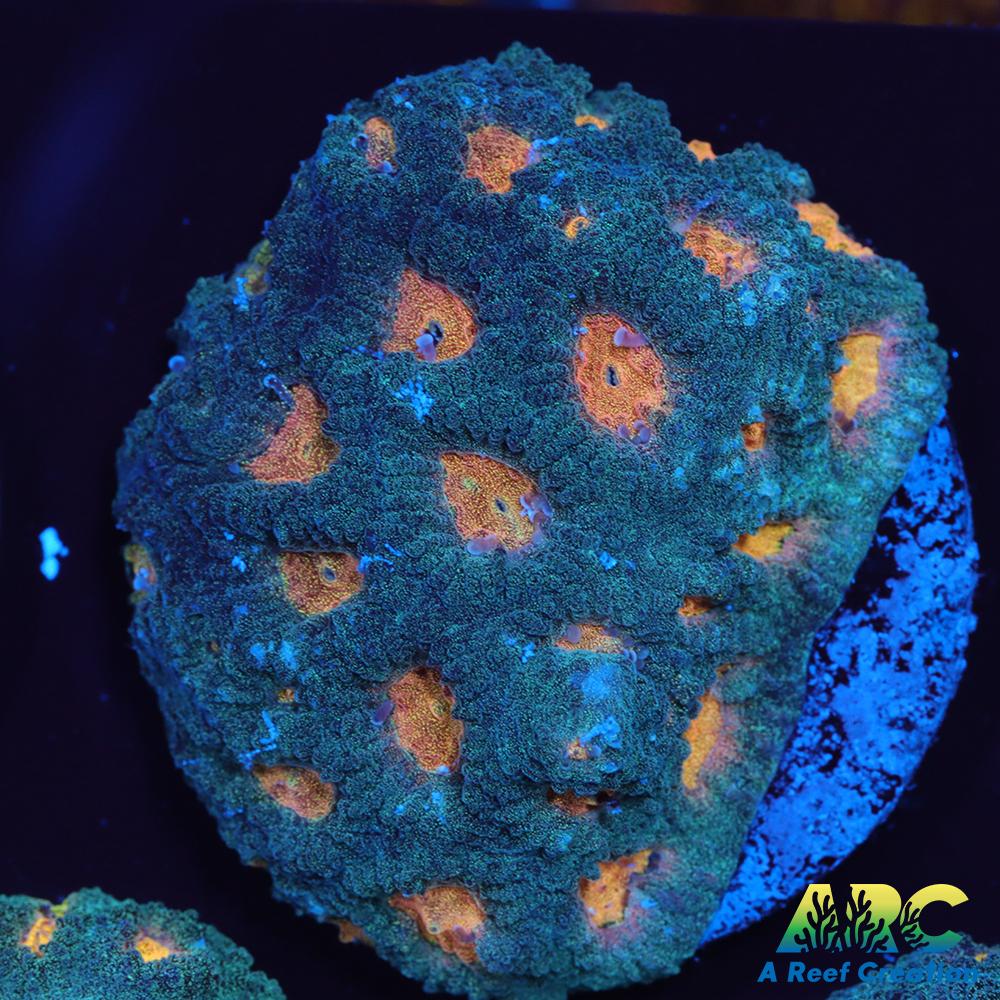 Mia's Pot of Gold Favia