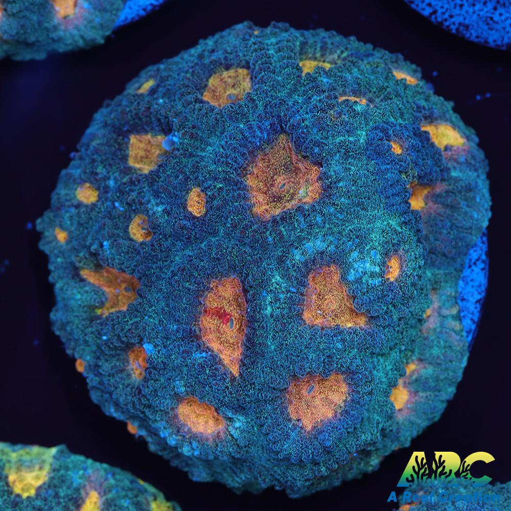 Mia's Pot of Gold Favia