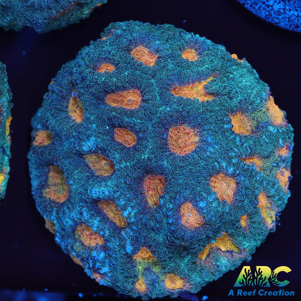 Mia's Pot of Gold Favia