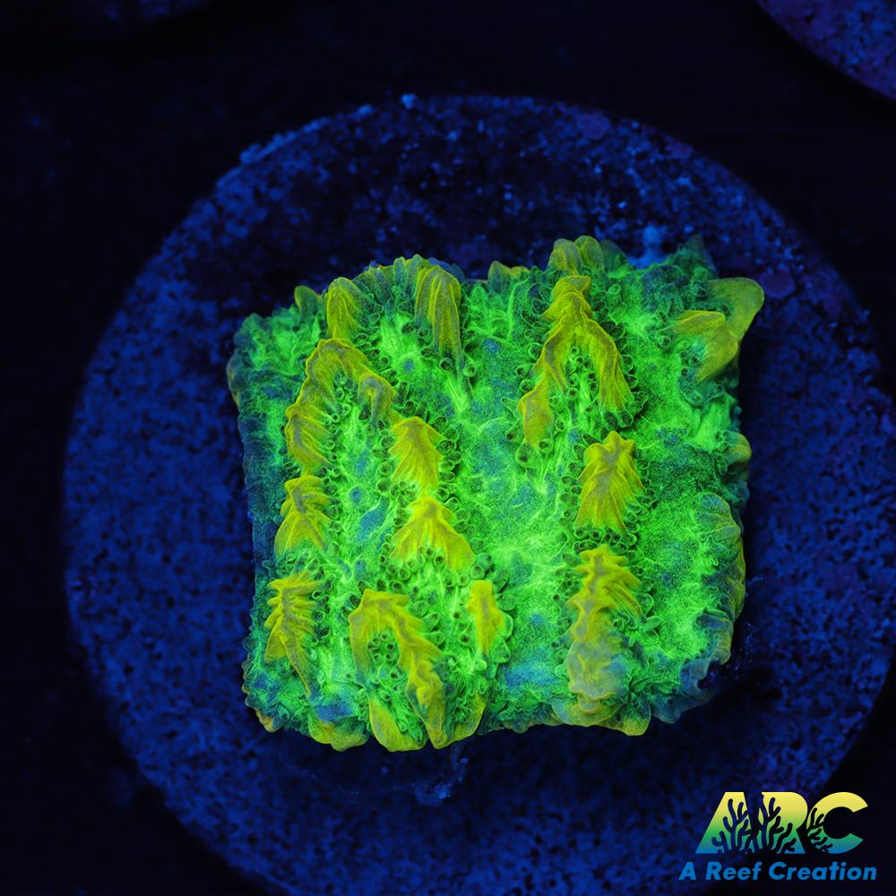 JF Limelight Hydnophora