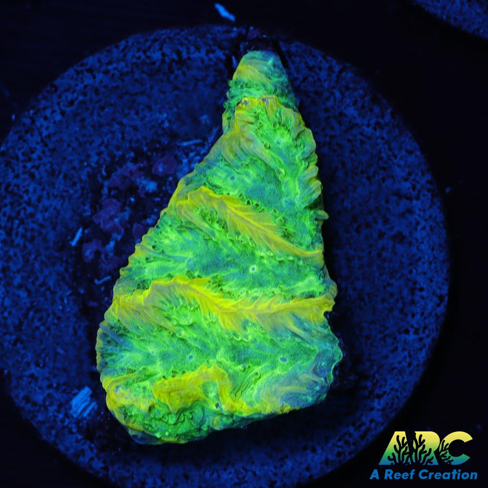 JF Limelight Hydnophora