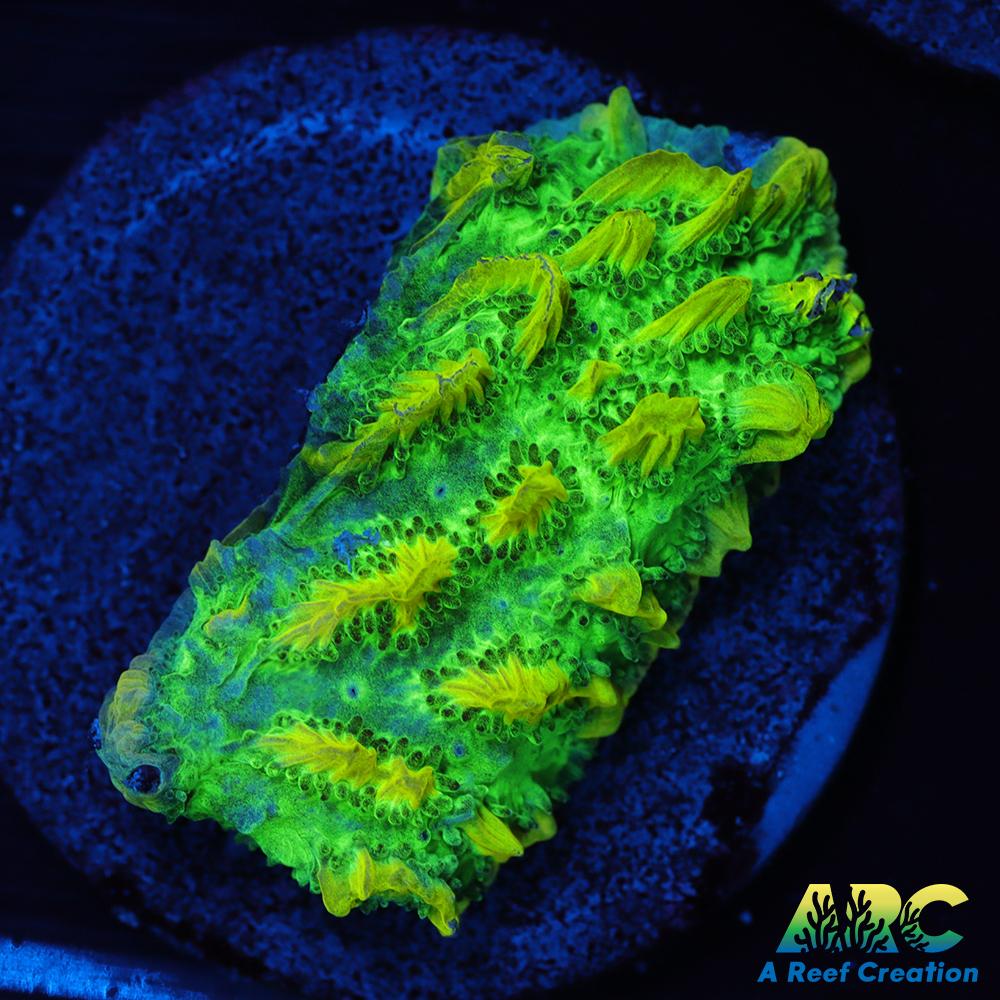 JF Limelight Hydnophora