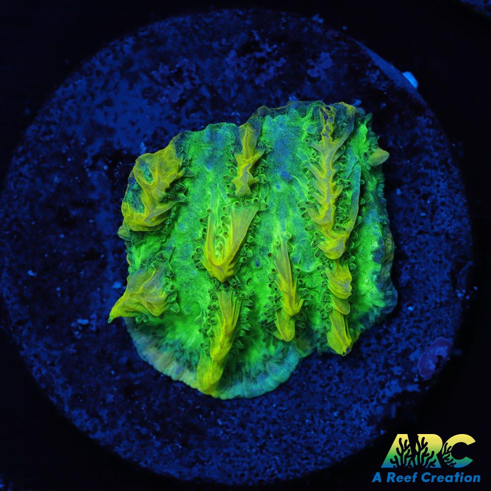 JF Limelight Hydnophora