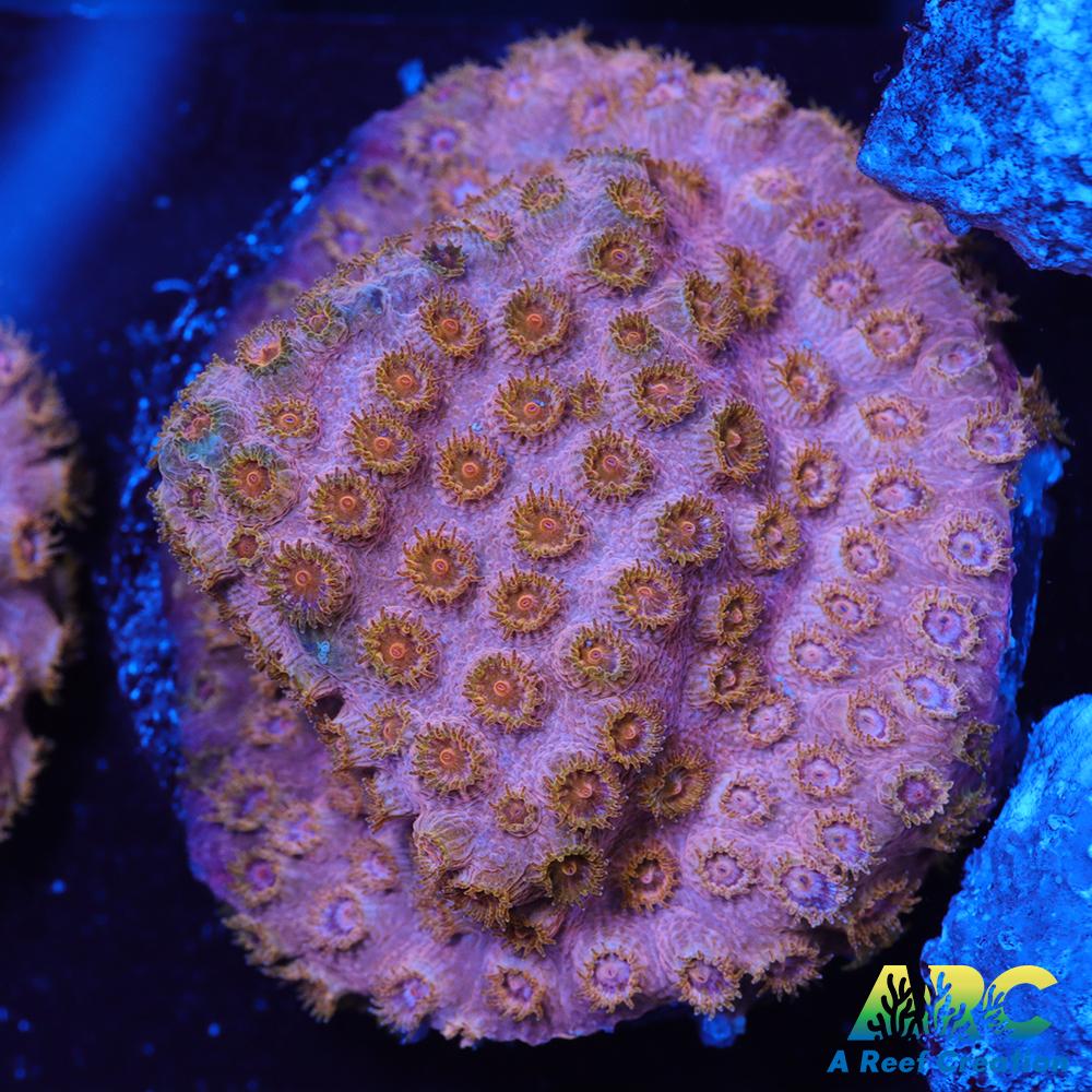 Cherry Red Cyphastrea