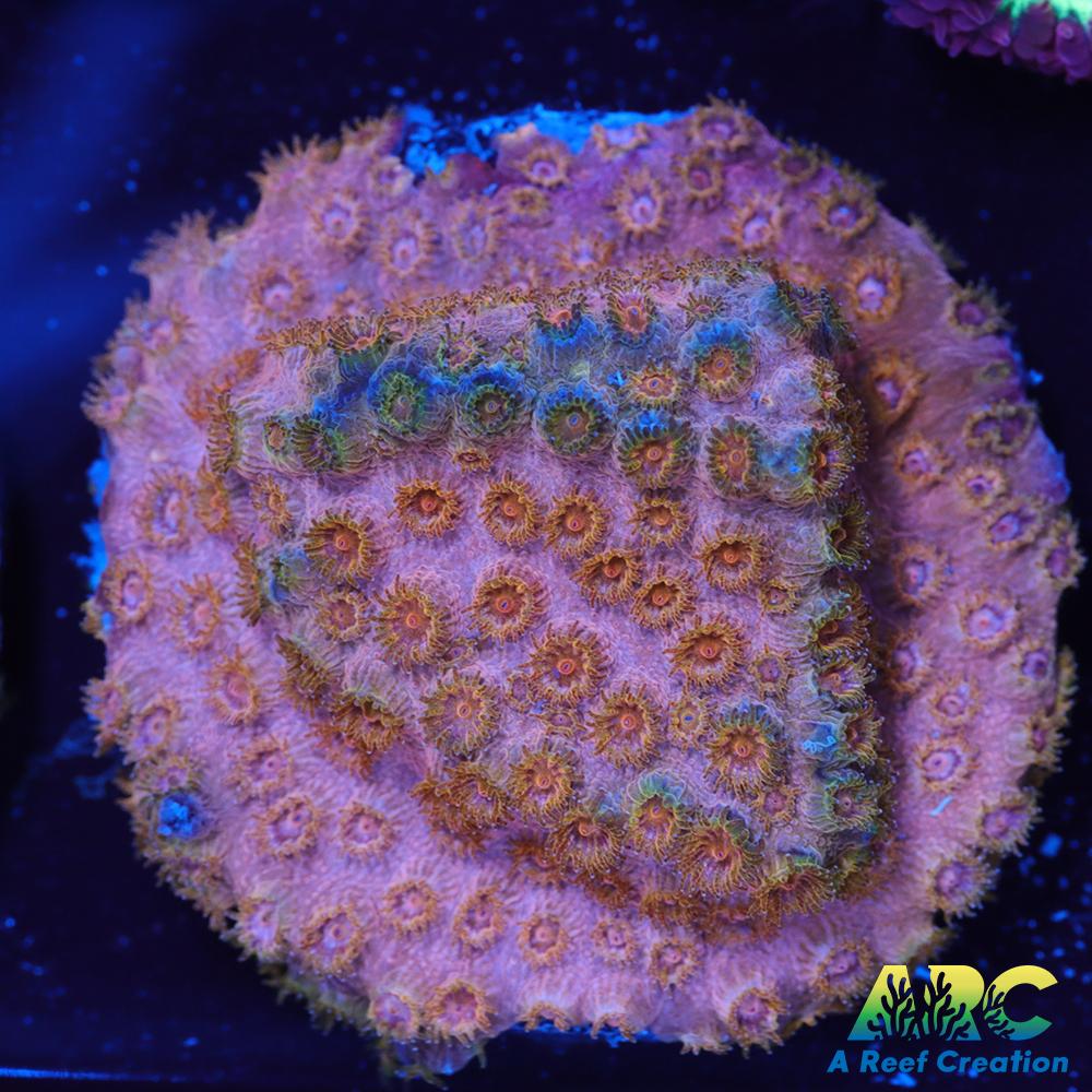 Cherry Red Cyphastrea