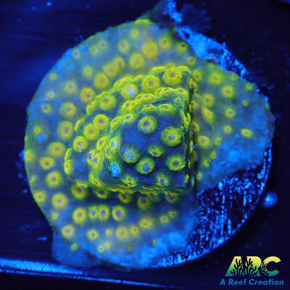 Neon Cyphastrea