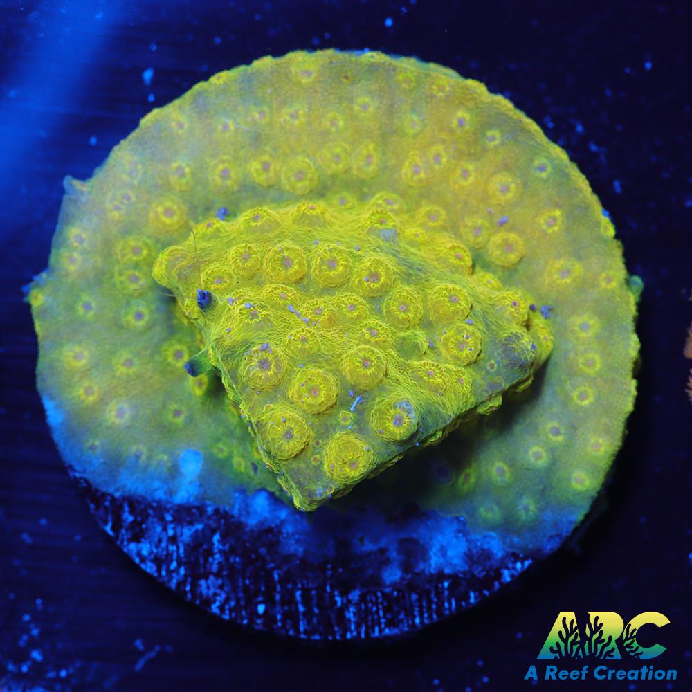 Neon Cyphastrea