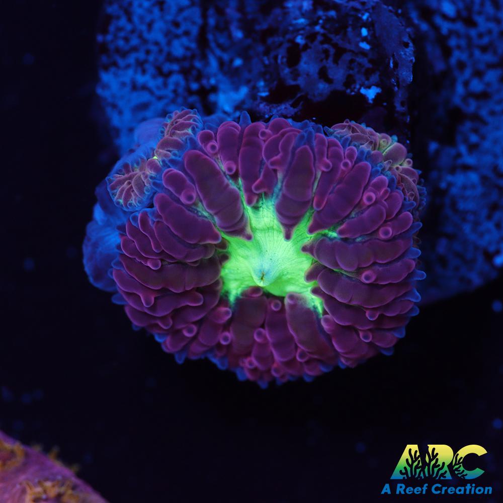 ARC Red Velvet Blasto merletti