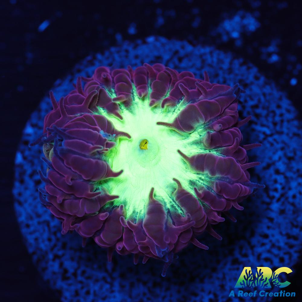 ARC Red Velvet Blasto merletti