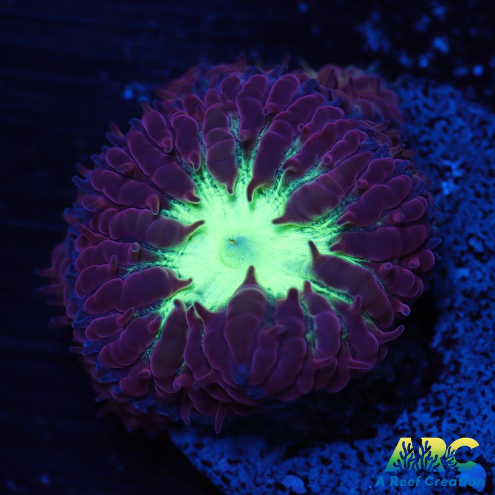 ARC Red Velvet Blasto merletti