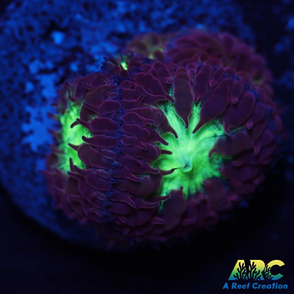 ARC Red Velvet Blasto merletti