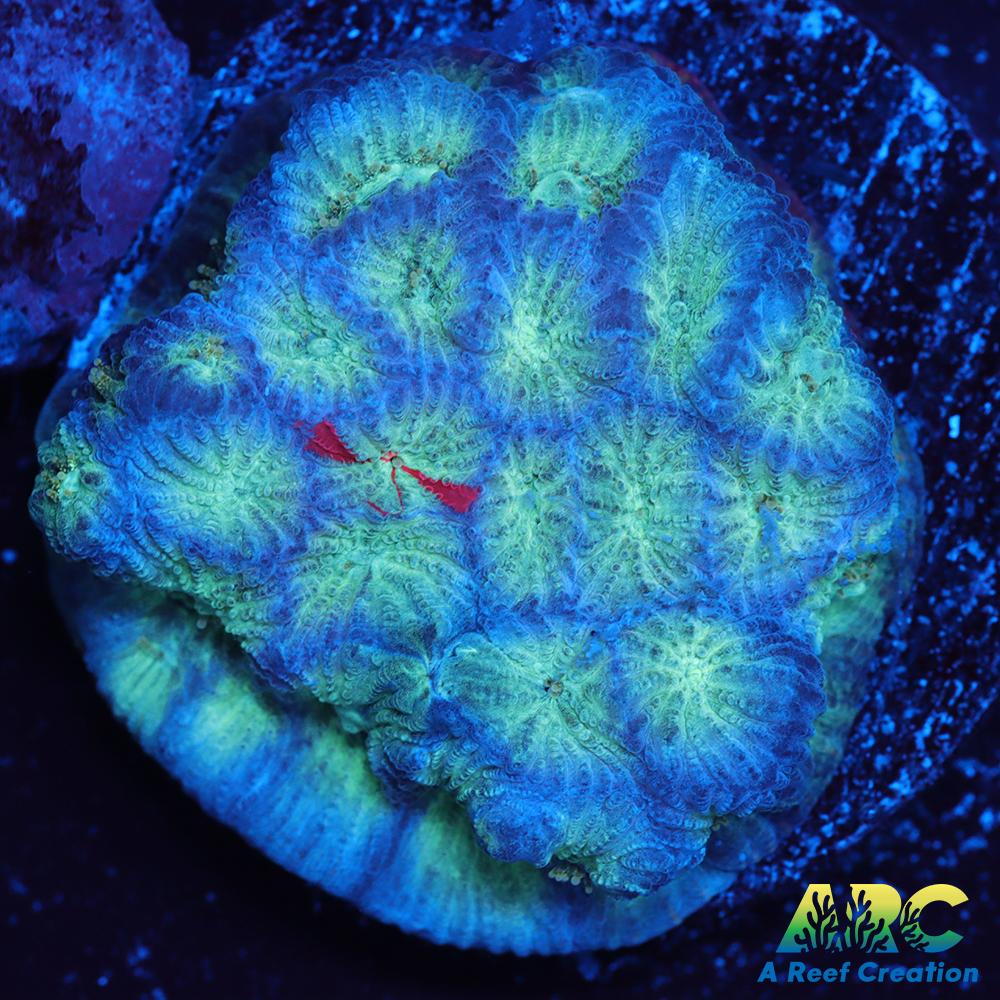 ARC God of War Coral