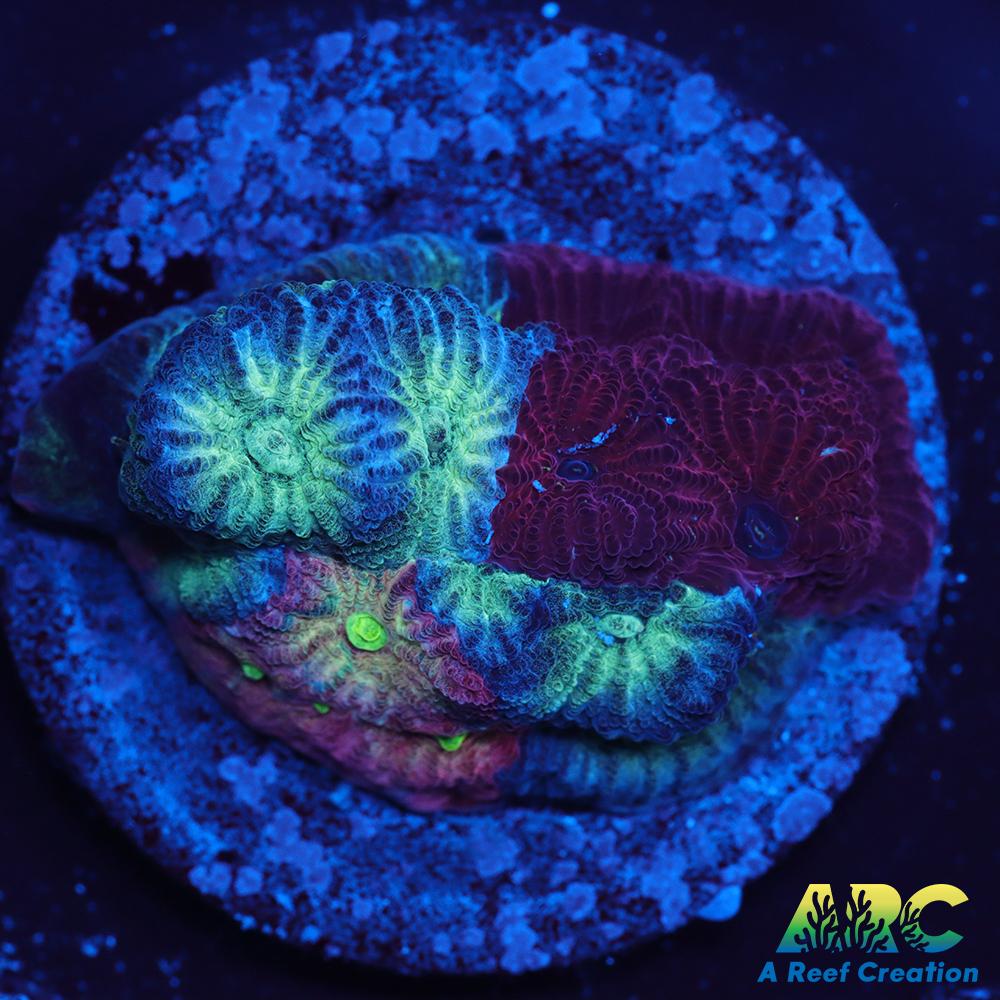 ARC God of War Coral