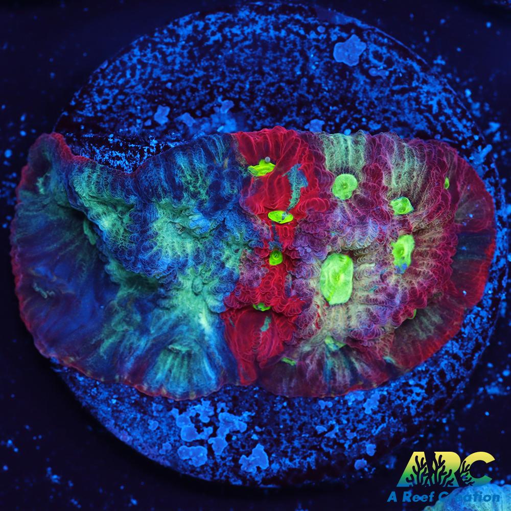 ARC God of War Coral