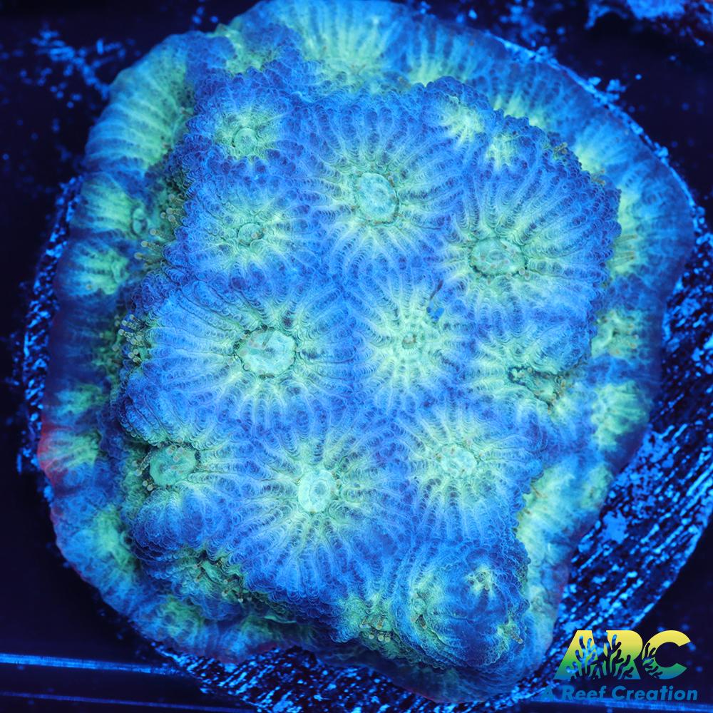 ARC God of War Coral