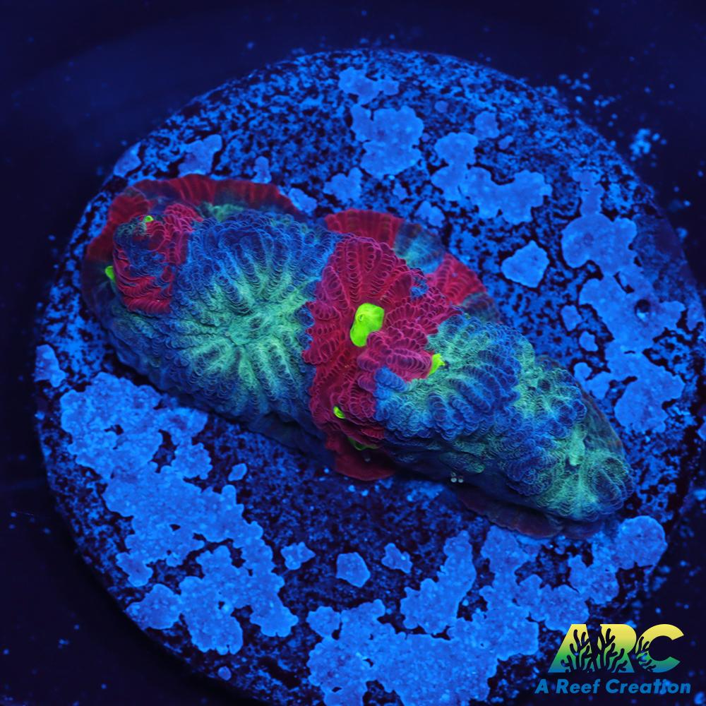 ARC God of War Coral