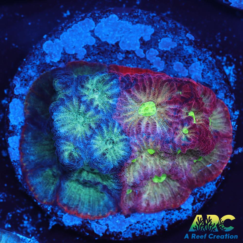 ARC God of War Coral