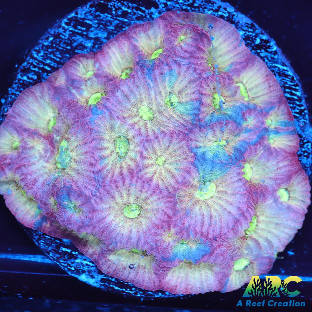 ARC God of War Coral