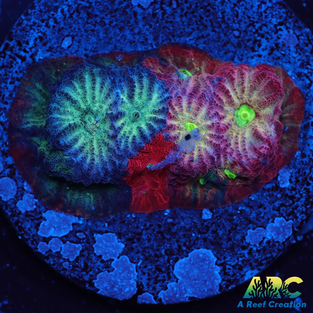 ARC God of War Coral