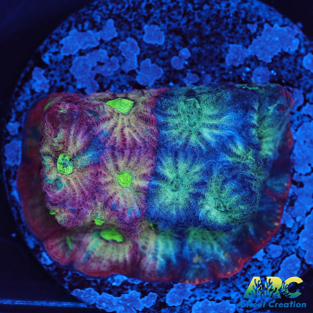 ARC God of War Coral