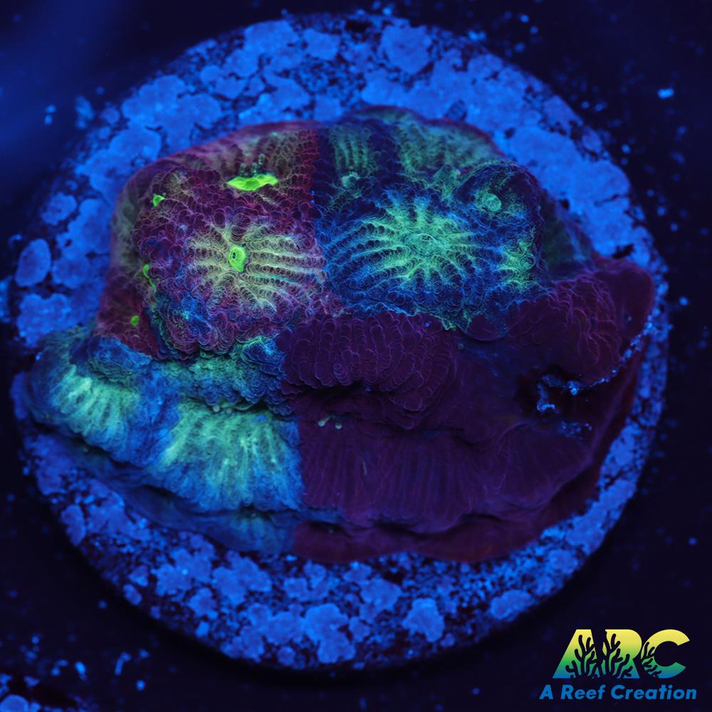 ARC God of War Coral