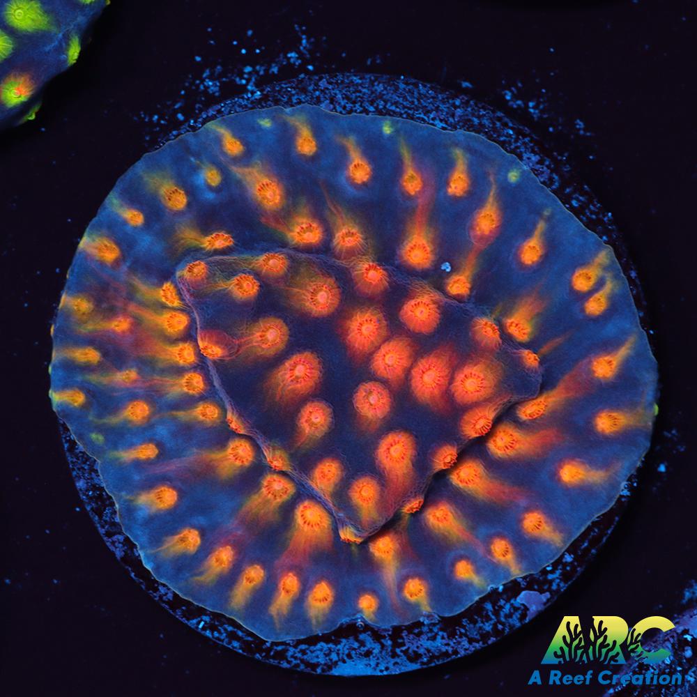 ARC Monet's Madness Red Side Only