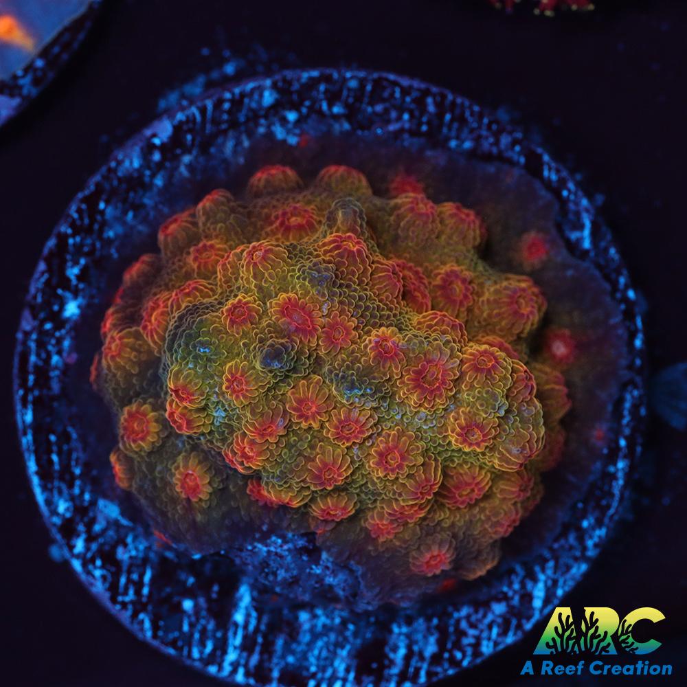 ARC Rainbow Cyphastrea