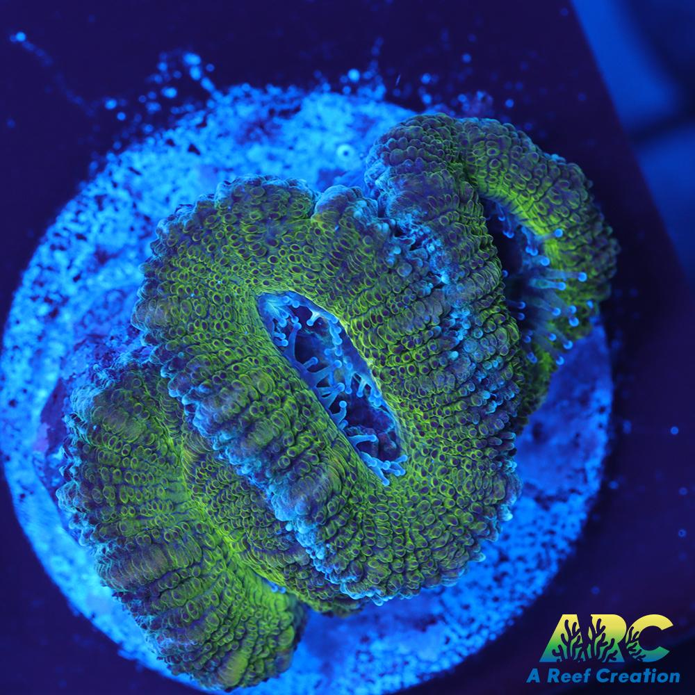 Green Acan
