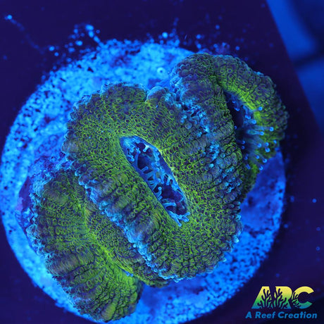 Green Acan