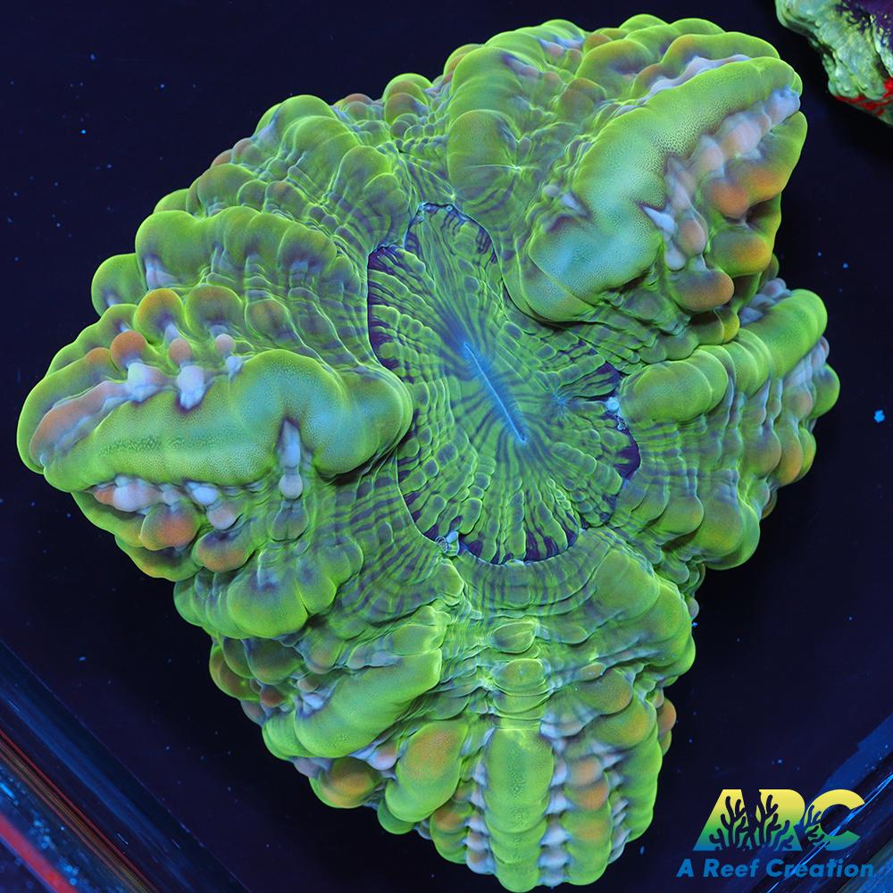 Crazy Green Cynarina