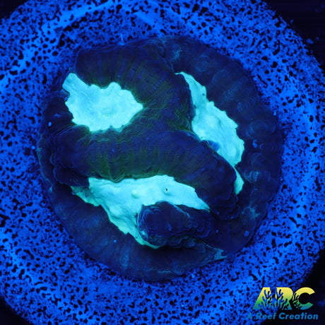 Icy Blue Favia