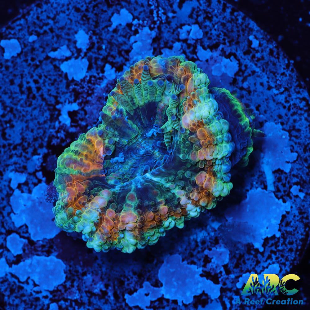 ARC Goldflake Acan