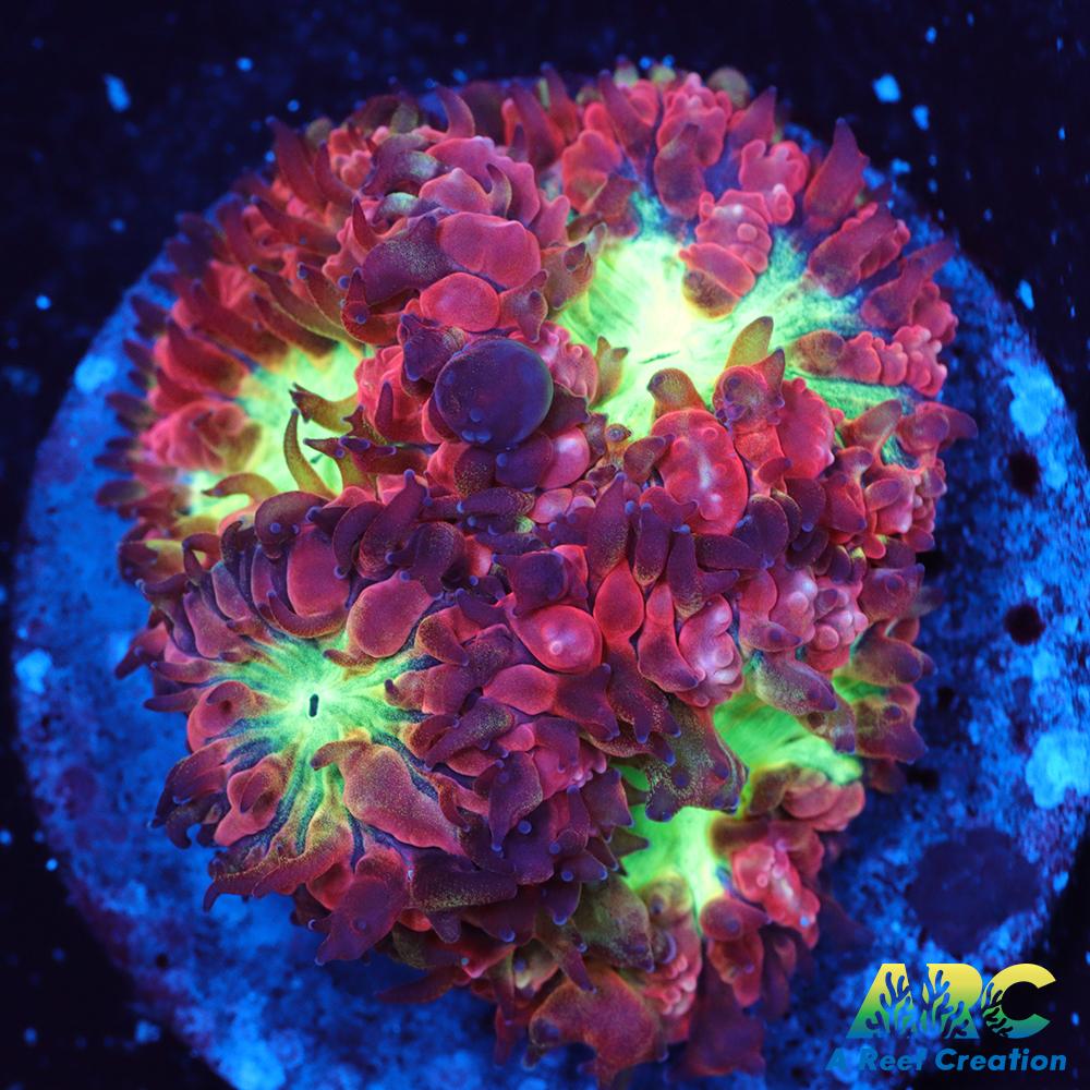 ARC Bubble Yum Blasto