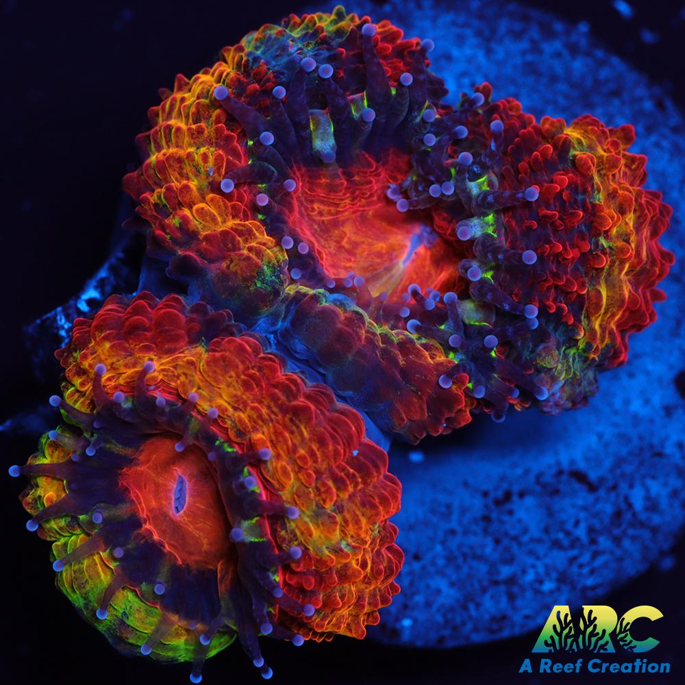 ARC Agent Orange Acan