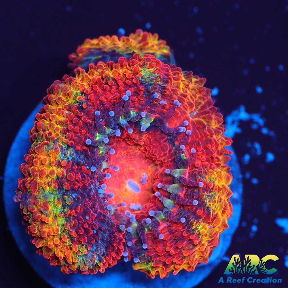 ARC Agent Orange Acan